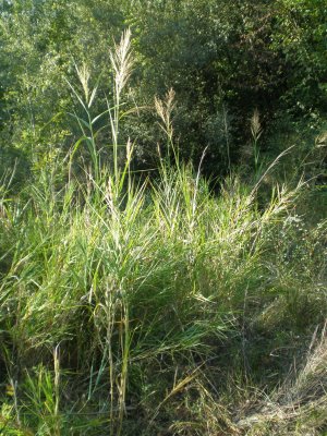 Altra erbacea da determinare - cfr. Phragmites australis